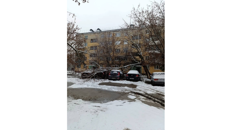 В Брянске рухнувшие деревья повредили 13 автомобилей