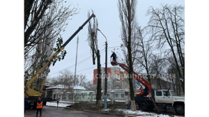 Сложная операция по спилу старого тополя прошла в Володарском районе Брянска