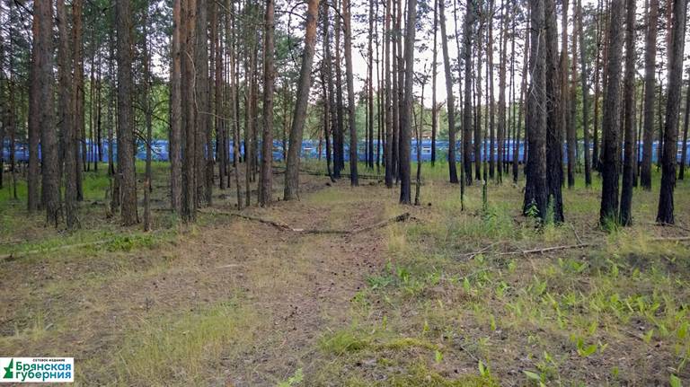 Доходы Брянской области от использования лесов превысили 625 млн рублей