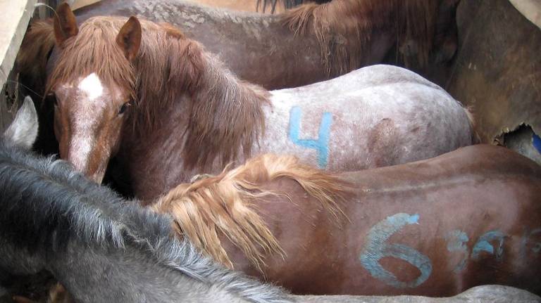 Из Брянской в Нижегородскую область вернули 27 лошадей без документов