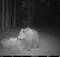 В заповеднике «Брянский лес» в фотоловушку попал медведь