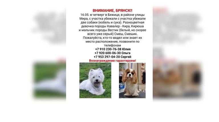 В Брянске пропали две собаки: хозяева просят помощи в поисках