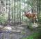 В заповеднике «Брянский лес» в фотоловушке оказался благородный олень