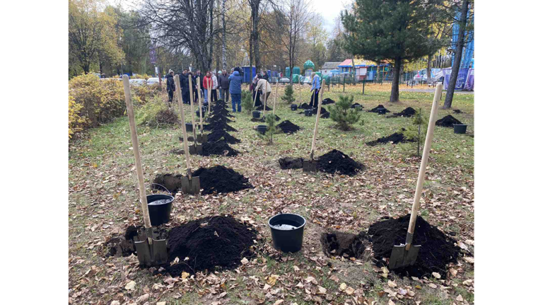 В роще Соловьи в Брянске высадили кедровую аллею