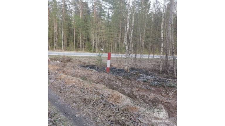 В Жуковском районе потушили лесной пожар