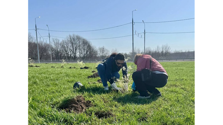 В Брянске новые дороги и кольца украсили спиреей, шиповником и голубыми елями