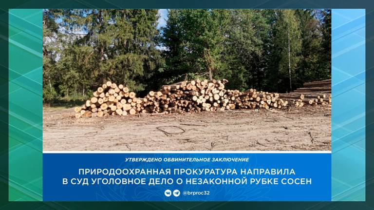 Трех брянцев осудят за вырубку сосен на 1,5 миллиона рублей