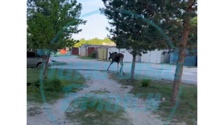 В Брянске в районе Автозаводца сняли на фото молодого лося