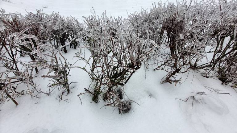 В Брянской области 14 февраля ожидаются мокрый снег и дождь
