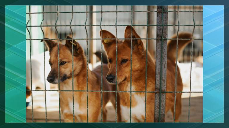 Брянский муниципальный приют за 3 года пристроил в добрые руки около 300 собак