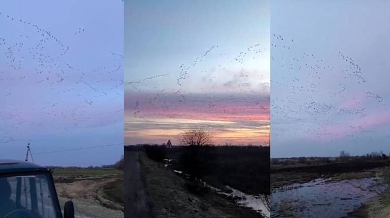 «Вот это у нас гуся! Просто тысячи» - брянец снял видео массового прилета дикой птицы с зимовки