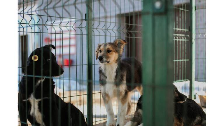 В Брянске за год поймали более тысячи бездомных животных
