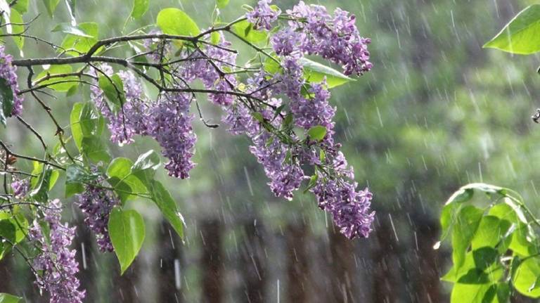 В Брянской области 5 мая ожидаются грозы, дожди и до +21 градуса