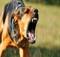 Ежегодно на брянцев нападают более 1500 собак и других животных