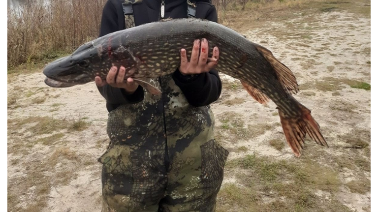 Брянский рыбак поймал гигантскую щуку