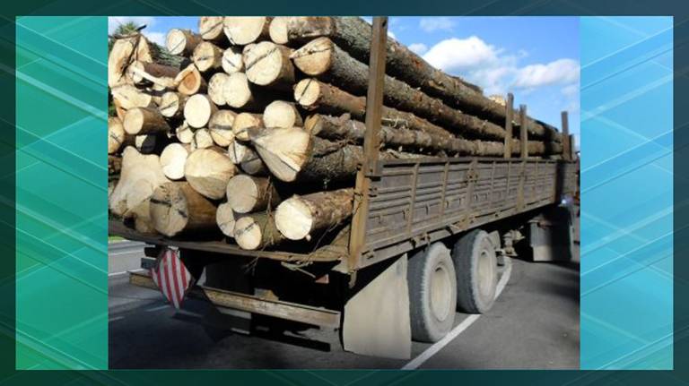 В Брянской области за год пресекли нелегальные перевозки 350 кубометров древесины