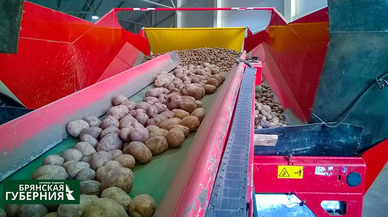 В Брянской области картофель высадят на 28 тысячах гектаров