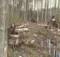 В Трубчевске осудили бывшего лесника за незаконную рубку деревьев