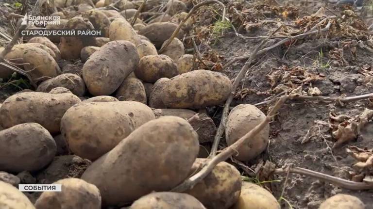 В Стародубском округе убирают ранний картофель