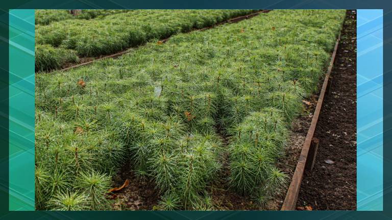 На Брянщине в 2024 году заготовят более 6 тонн семян деревьев