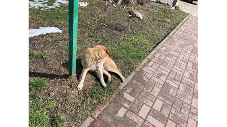 В Новозыбкове на девушку напала стая бродячих собак