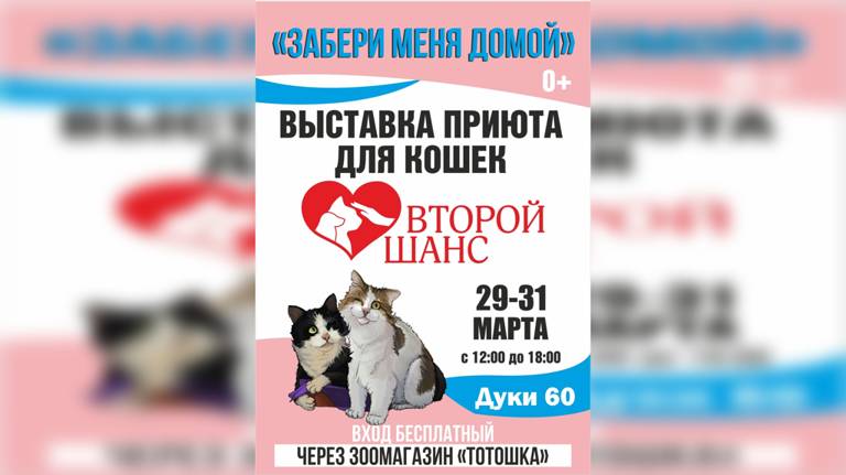 В Брянске с 29 по 31 марта пройдет выставка приюта для кошек «Забери меня домой»