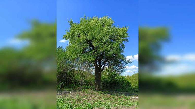 Брянцы могут поддержать грушу из деревни Коростель в конкурсе «Российское дерево года»