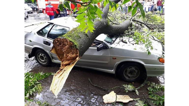 Дерево расплющило автомобиль – с кого и как взыскать компенсацию
