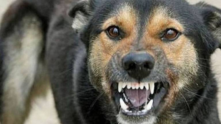 В Трубчевске чиновники выплатят покусанной бродячей собакой девочке 50 тысяч рублей