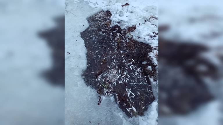 В Брянской области сообщили о массовой гибели рыбы в реке Ипуть