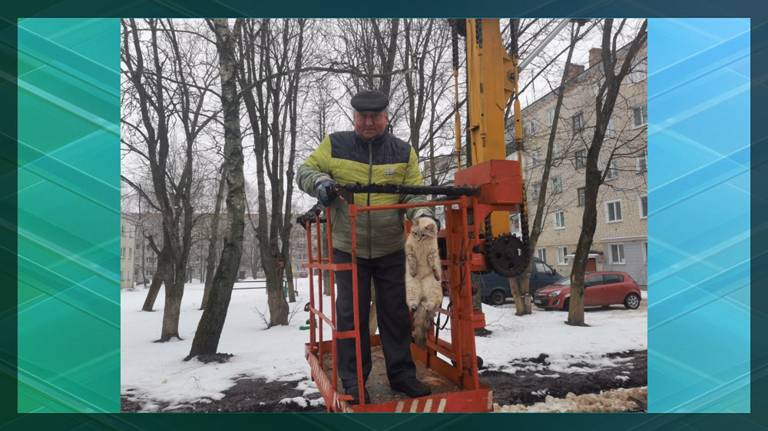 В Стародубе спасли кота, просидевшего на дереве два дня