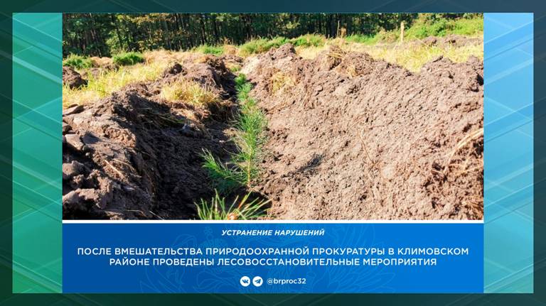 Допустивший незаконную вырубку леса климовский арендатор высадил 4,5 тысячи сосен
