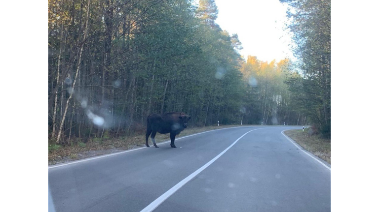 Брянцев предупредили о зубрах на дорогах