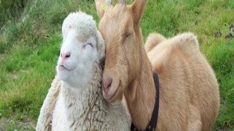 В Карачевском районе предупредили об оспе овец и коз