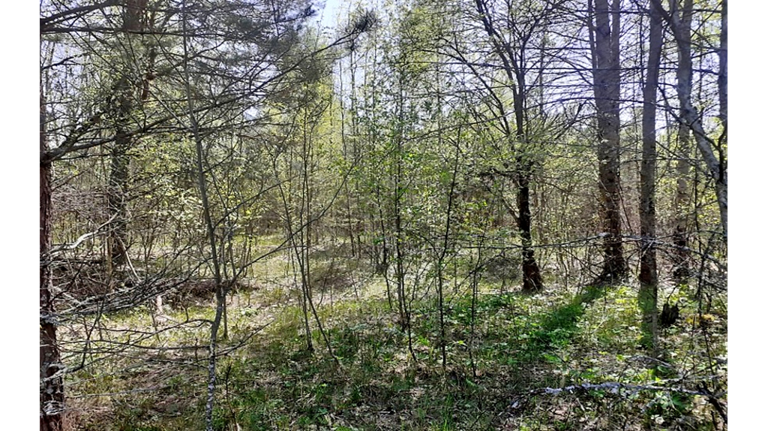 В Брянском районе у собственника изъяли 6,6 гектара заросших бурьяном земель