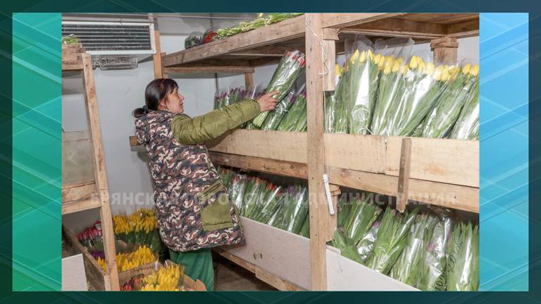 В Брянске к 8 марта вырастили около 16 тысяч тюльпанов