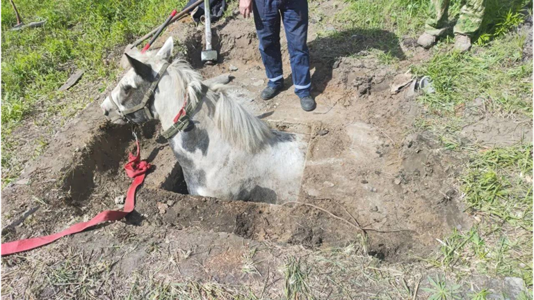 Брянские спасатели вызволили лошадь из бетонного подвала