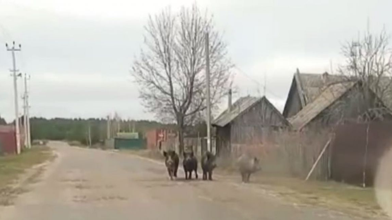 В поселке Синезерки Брянской области заметили стаю диких кабанов