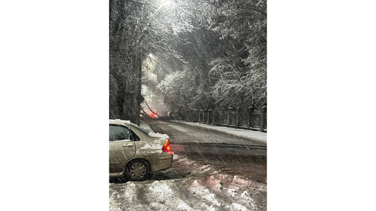 В Брянске упавшее дерево перекрыло улицу Горького