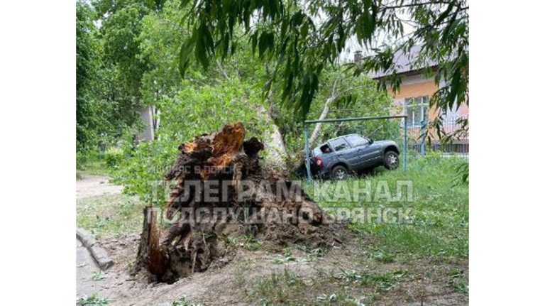 В Брянске из-за сильного ветра дерево рухнуло на автомобиль и детский сад В Брянске из-за сильного ветра дерево рухнуло на автомобиль и детский сад