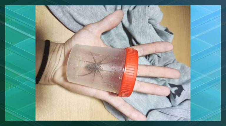 В Брянской области обнаружили одного из крупнейших пауков Европы