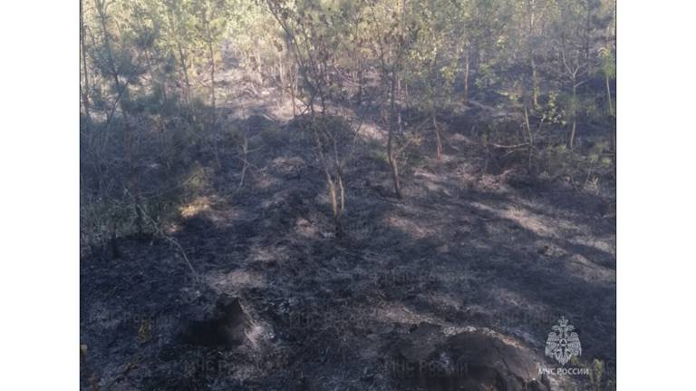 В Трубчевском районе произошел лесной пожар  