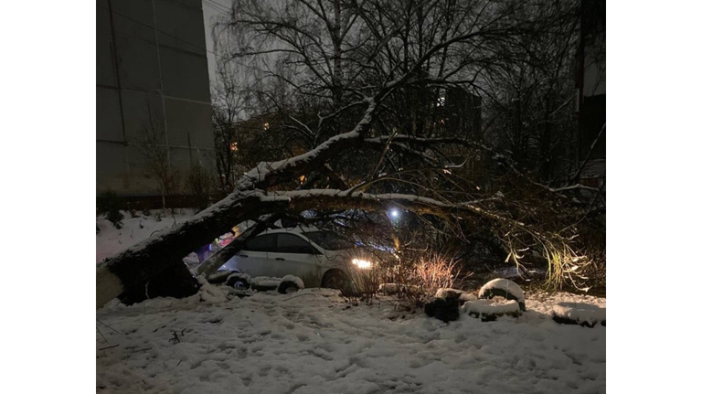 В Брянске спасатели убрали более 20 поваленных деревьев