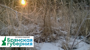 В Брянской области 11 мая будут заморозки и до +16