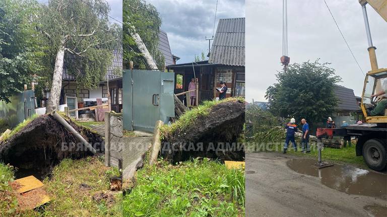 В Брянске частный дом чудом уцелел от поваленной ветром березы