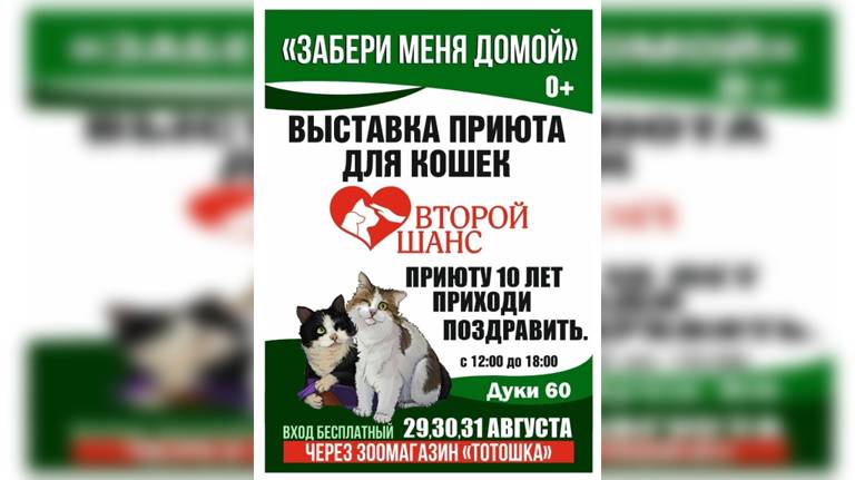  Брянске проходит выставка приюта для кошек «Забери меня домой»