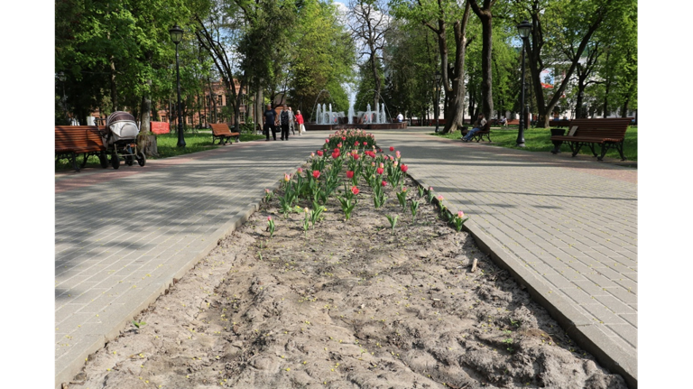 В Брянске вандалы испортили клумбы в Круглом сквере