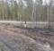 В Брянском районе 1 мая вспыхнул лесной пожар