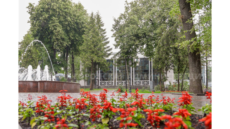 Рубка лип в сквере Карла Маркса в Брянске вновь взбудоражила экоактивистов