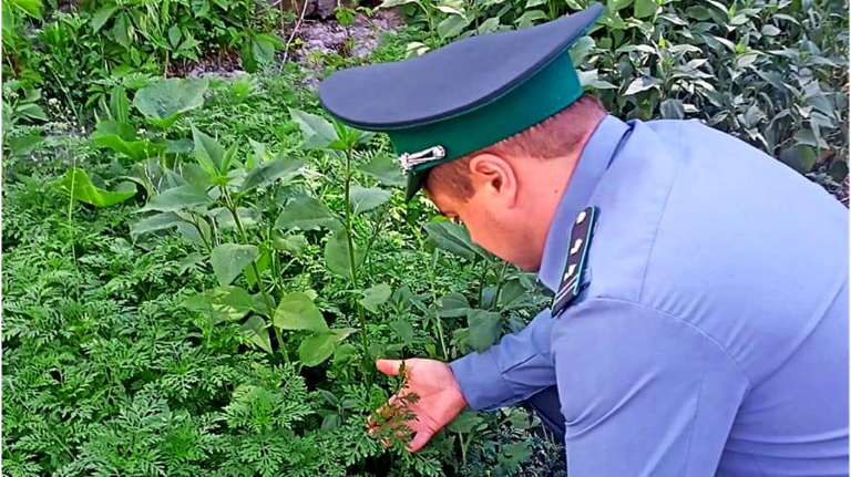 В Новозыбковском районе расширена зона карантина по амброзии полыннолистной 